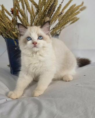 Cucciolata Ragdoll con pedigree -- Healingragdoll