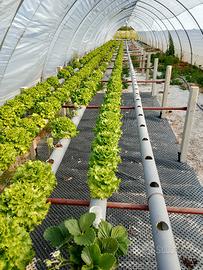 impianto idroponico completo