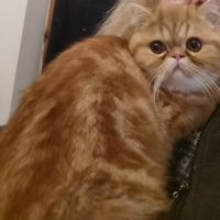 Cucciolo exotic shorthair maschietto