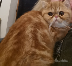 Cucciolo exotic shorthair maschietto