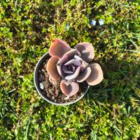 Echeveria Spoon Pearl vaso 6cm: pianta grassa