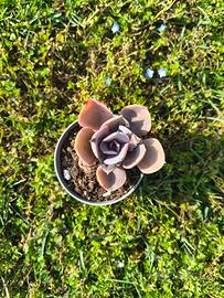 Echeveria Spoon Pearl vaso 6cm: pianta grassa