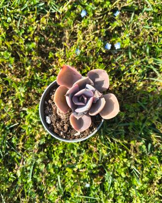 Echeveria Spoon Pearl vaso 6cm: pianta grassa