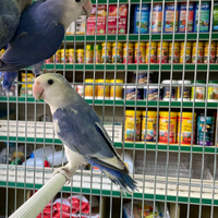 Inseparabili