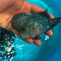 Flower horn grado A top selezione big kok