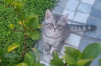 scottish fold e straght 