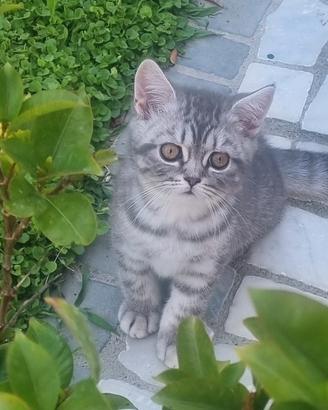 scottish fold e straght 