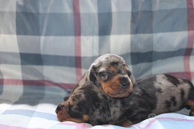 Cuccioli di bassotto