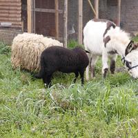 Asini asine aainelle pony