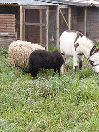 Asini asine aainelle pony