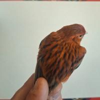 Canarino Agata rosso intenso