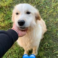 Golden femmina di un anno.leggere attentamen