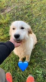 Golden femmina di 1 anno.Leggere attentamente