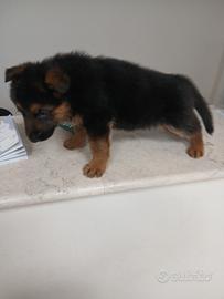 Cuccioli di pastore tedesco
