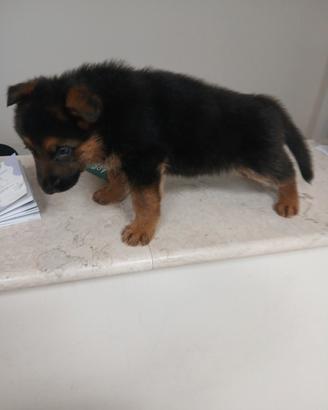 Cuccioli di pastore tedesco
