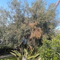 albero ulivo uovo di colombo alto 4 metri
