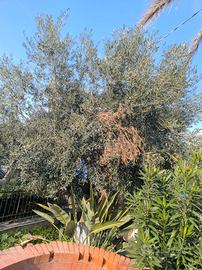 albero ulivo uovo di colombo alto 4 metri