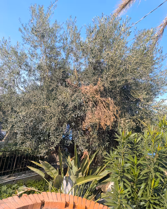 albero ulivo uovo di colombo alto 4 metri