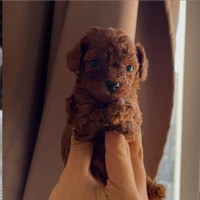 Barboncini mini Toy Red due mesi rossi