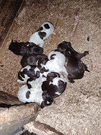 Bracco tedesco (kurzhaar)