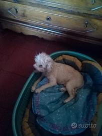 Cuccioli di Barboncino Toy