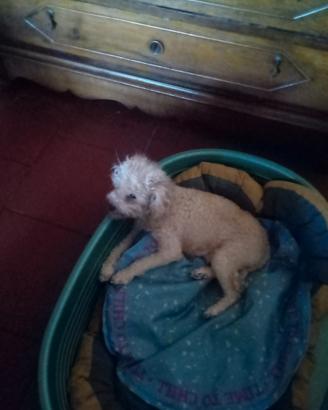 Cuccioli di Barboncino Toy