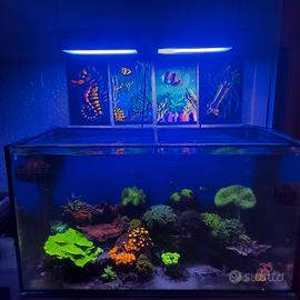 Acquario marino completo 260 litri 