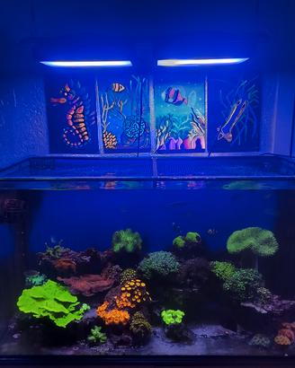 Acquario marino completo 260 litri 