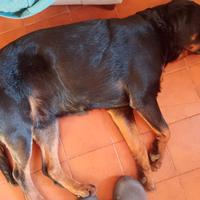 Cuccioli di cane corsi e rotwailer