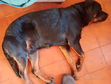 Cuccioli di cane corsi e rotwailer