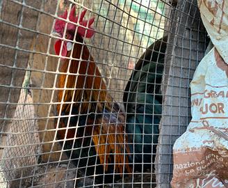 Coppia di galline nane
