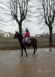 Cavalla per passeggiate