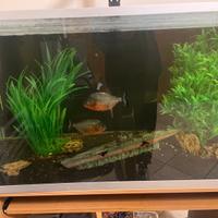 Acquario