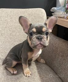 Cuccioli di bulldog francese, 3 mesi
