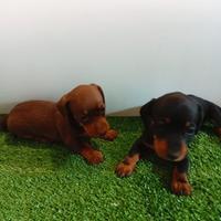 Cuccioli di bassotto nano