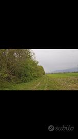 Taglio siepe campestre