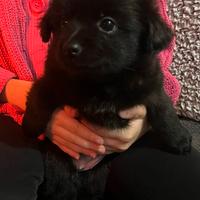 Incrocio volpino Pomerania