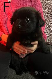 Incrocio volpino Pomerania