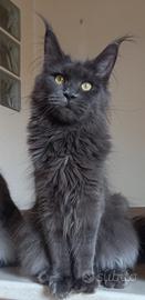 Maine coon
