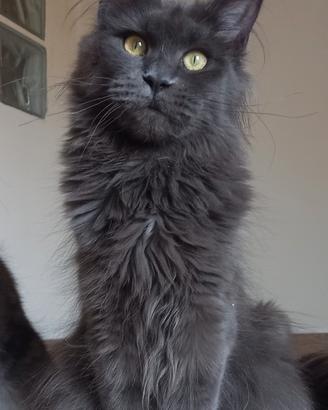 Maine coon