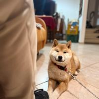 Shiba inu cucciolo