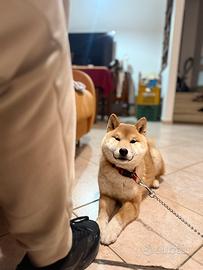 Shiba inu cucciolo