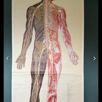 Vecchio poster Anatomico Tedesco 1953
