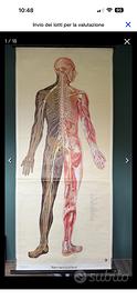 Vecchio poster Anatomico Tedesco 1953