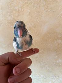 Kakariki allevato a mano