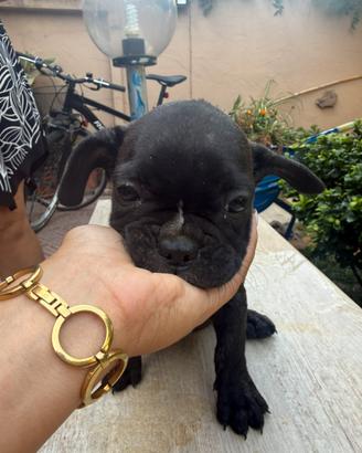 Bulldog francese