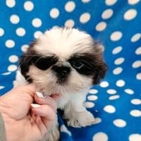 Shih Tzu cucciolo taglia molto piccola