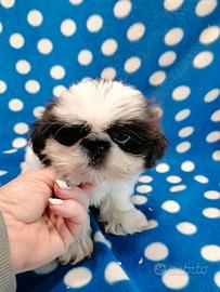 Shih Tzu cucciolo taglia molto piccola