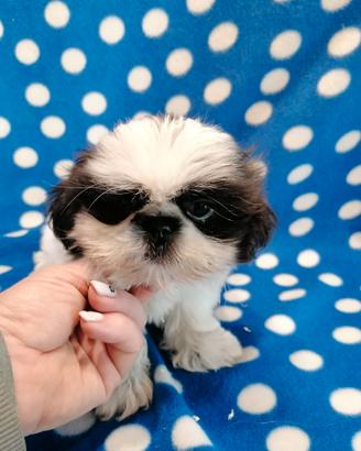 Shih Tzu cucciolo taglia molto piccola
