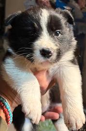 Border Collie